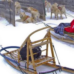 Traîneau à chiens environs de Montréal