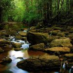 sinharja_forest_sri_lanka_tour_guide_8