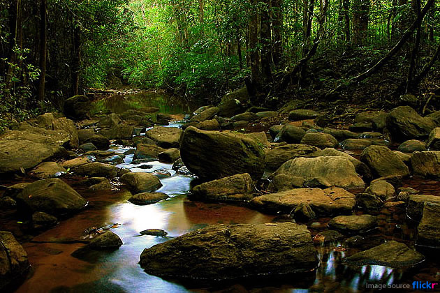 sinharja_forest_sri_lanka_tour_guide_8