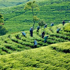Vacances au SRI-LANKA