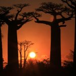 allee_de_baobab
