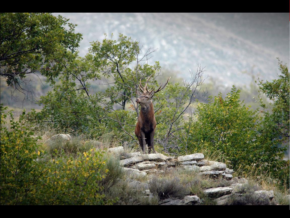 brame-de-cerf