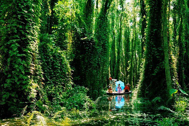 foret-cajeputier-vietnam