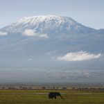 Elephant grazes at foot of Mount Kilimanjaro in Amboseli national park, southern Kenya