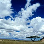Plaines du Serengeti