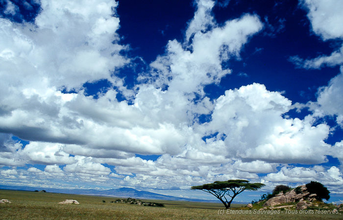 Plaines du Serengeti