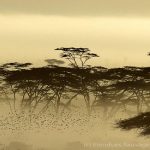 Ambiance dans le Serengeti