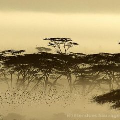 Partir en safari en Tanzanie
