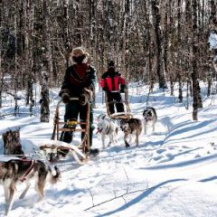 Expédition en traîneau à chiens