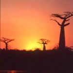 BAOBAB