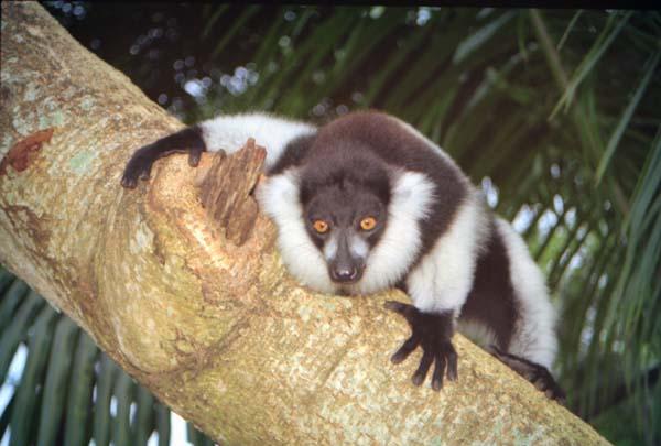 LEMUR