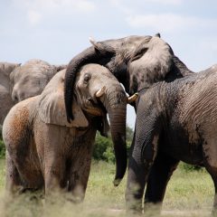 8 raisons de passer vos vacances au Gabon