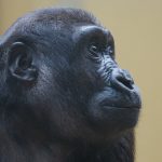 gorilla-1464005_960_720-1