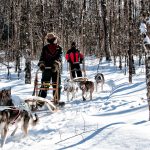 expedition-traineau-chiens