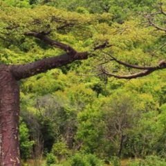 « VOYAGE SUR MESURE AU PAYS DE REVE»