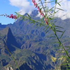 Villa Mascarine, maison d’hôtes de charme écoresponsable à la Réunion