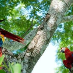 À l’assaut des attraits naturels du Costa Rica