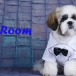 ZooRoom-Chien-Toit-499x224-Logo-Optimized