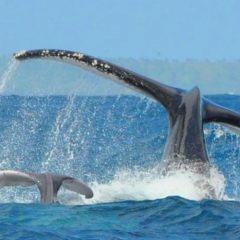 Les règles d’or pour un safari baleine réussi