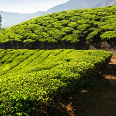 Voyager en Inde au féminin