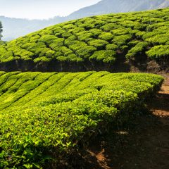 Voyager en Inde au féminin