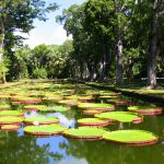 jardin-de-Pamplemousses-ile-Maurice