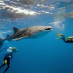 requin-baleine-nosy-be