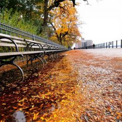 Visiter New York en automne : les festivités incontournables