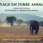 visuel VOYAGE EN TERRE ANIMALE (2)