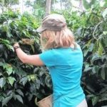 coffee-harvest-2