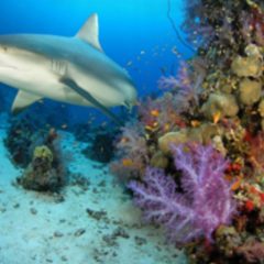 Plongée sous marine à Madagascar