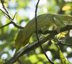 Madagascar – Un séjour nature à l’est de la capitale !