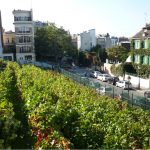 vigne-de-montmartre