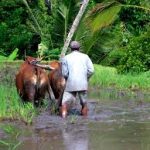 Plantation du riz