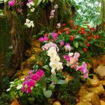 orchidées-