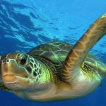 tortue-de-mer-810x439