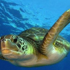 Rencontre avec les tortues marines sur les plages d’Ebodje près de Kribi au Cameroun