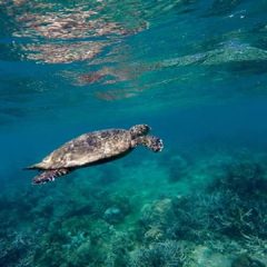 Escapade à Madagascar : une chance de découvrir sa faune marine