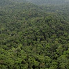 La reforestation du poumon vert de la planète.