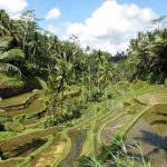 bali-riziere-ubud