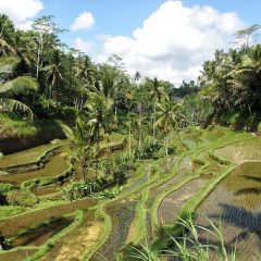 Découvrir Ubud – que faire et que voir ?