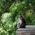 foret-singes-ubud