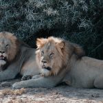 afrique-lion-ecovolontariat-big-safari