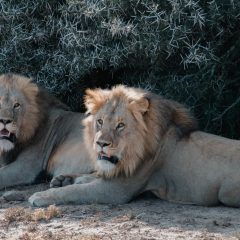 Partir découvrir les animaux africains en Afrique du Sud lors d’un volontariat