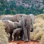 voluntariat-afrique-sud-elephant-voyage