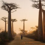 allée des baobabs