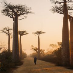 Voyage à Madagascar : quelles sont les meilleurs destinations ?