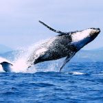 Safari Baleine Nosy Be Madagascar | Mianjaika Communication