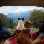 dog camping in the car. Nova Scotia Duck Tolling Retriever and Jack Russell Terrier in the luggage compartment. Pets on vacation.