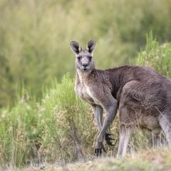 Partir à la rencontre des animaux en Australie lors d’un voyage nature